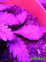 IMG_20170101_195422.jpg