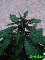 IMG_20170101_195311.jpg