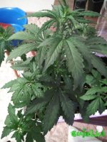 IMG_20170101_195241.jpg