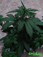 IMG_20170101_195302.jpg