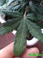 IMG_20170102_133333.jpg