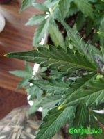 IMG_20170102_133344.jpg
