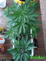 IMG_20170102_131858.jpg
