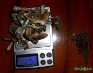 DSCN5307.JPG