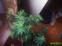 IMG_0896.JPG