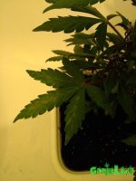 IMG_20170104_182423.jpg