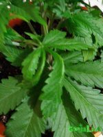 IMG_20170104_182711.jpg