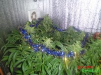 CIMG0862.JPG