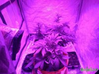 IMG_20170105_052258.jpg