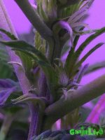 BVyuFz3Tpqs.jpg