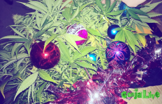 585a03b106d03_20161220194132.png