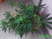 IMG_267024.jpg