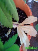 IMG_20170124_165901.jpg