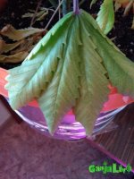 IMG_20170124_165844.jpg