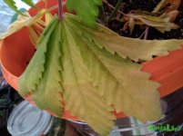 IMG_20170124_165856.jpg