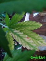 IMG_20170124_170025.jpg