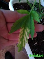 IMG_20170124_170038.jpg