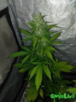IMG_20170124_224330.jpg
