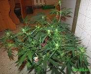 IMG_2059.JPG