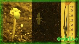 Каска 4 день.jpg