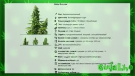 Сорт Белый Русский.jpg