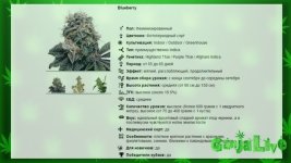 Сорт Блюберри.jpg