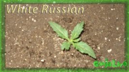 Белый русский, Вега 1 день.jpg