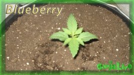 Блюберри, Вега 1 день.jpg