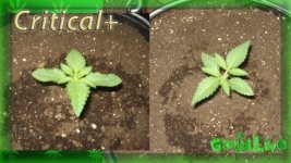 Критикл, Вега 1 день.jpg