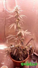 IMG_20170130_201254.jpg