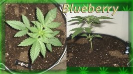 Вега 6 день. Блюберри.jpg