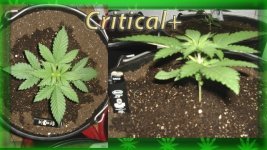 Вега 6 день. Критикл1.jpg