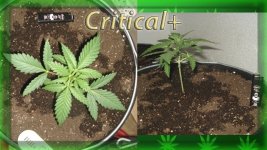 Вега 6 день. Критикл2.jpg