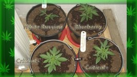 Вега 6 день. Сад.jpg