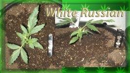 Вега 6 день. Белый русский.jpg