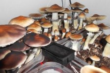 DSCN5410.JPG