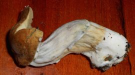 DSCN5428.JPG