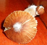 DSCN5417.JPG