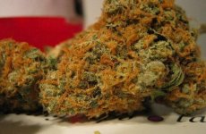 goldengoat-600x393.jpg goldengoat-600x393.jpg