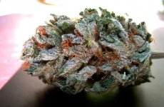 LSD_0-600x393.jpg LSD_0-600x393.jpg