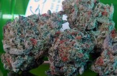 pictures-of-girl-scout-cookies-weed-i2-600x393.jpg pictures-of-girl-scout-cookies-weed-i2-600x393.jpg