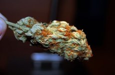 Strawberry-Cough-600x393.jpg Strawberry-Cough-600x393.jpg