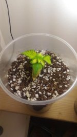 P_20170223_084709 (1).jpg