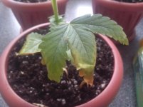 IMG 20160505 142859.jpg