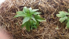 P 20161027 090939.jpg