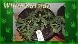 Вега 15 день, Белый русский.jpg