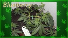 Вега 15 день, Блюберри.jpg