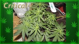 Вега 15 день, Критикл1.jpg