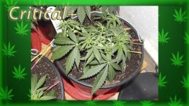 Вега 15 день, Критикл2.jpg