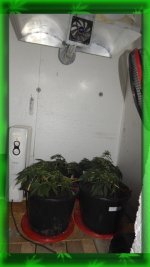 Вега 15 день. Сад..jpg